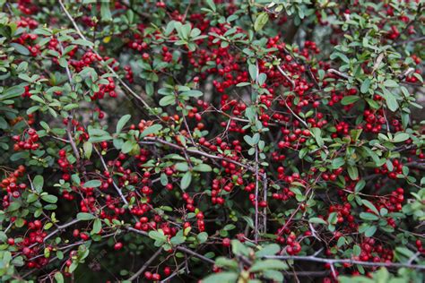 红色的小果子，不知道是什么树，这是太平鸟最喜欢的果实
