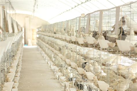 智慧农业典型案例（九）数“智”化养殖 撬动鸽子大产业-千龙网·中国首都网