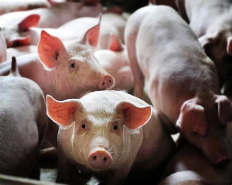1月10日猪价：跌势汹汹！养殖端集中出栏 行业去产能速度加快 - 猪好多网