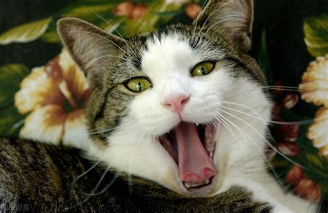 猫咪叫的声音,猫咪的叫声,猫叫声音(第2页)_大山谷图库