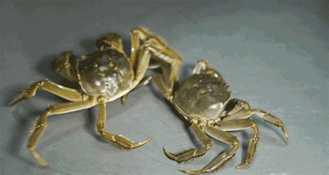 螃蟹不在水里能活多久 —【发财农业网】