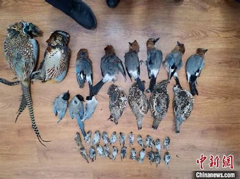 黑龙江一“嘴馋”村民偷猎37只野生鸟类被查处__凤凰网