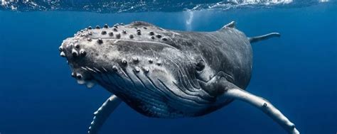 鲸鱼的祖先是什么？ - 鱼类百科 - 酷钓鱼