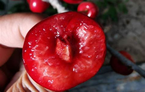 水果中的贵族——樱桃，哪些人不合适吃？