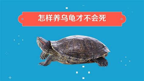 上海动物园首次成功繁殖黄缘闭壳龟，是国家二级保护动物，取名“呆呆” - 周到上海