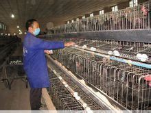 养殖业，关于养殖业的详细介绍-39电商创业