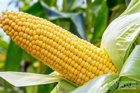 玉米来历之谜,玉米的由来的话传说,玉米的那些事_大山谷图库