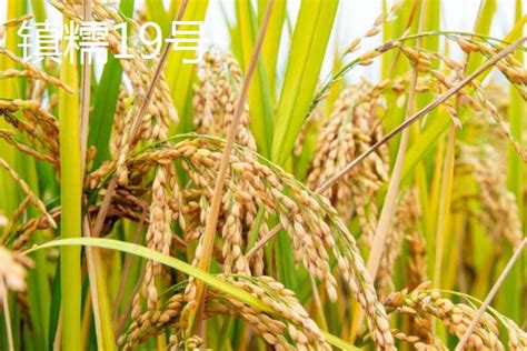 水稻种子处理技术，附晒种方法 - 农敢网
