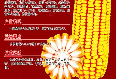 玉都95玉米品种简介,沃玉111玉米品种,玉米品种_大山谷图库