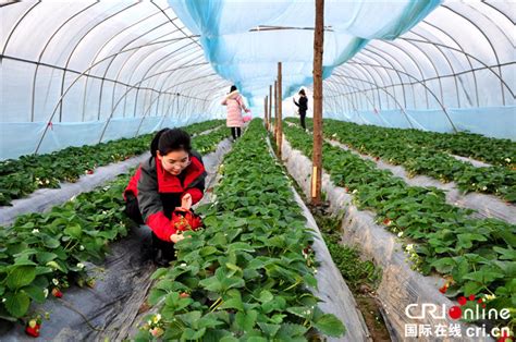 湖北天门：调整农业种植 棉农改种蔬果促增收