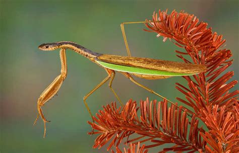 绿色的螳螂图片-花朵上的绿色螳螂素材-高清图片-摄影照片-寻图免费打包下载