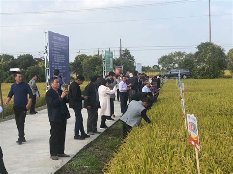 如东县种子管理站召开2020年水稻新品种观摩与推广工作会议_简讯_资讯_种业商务网