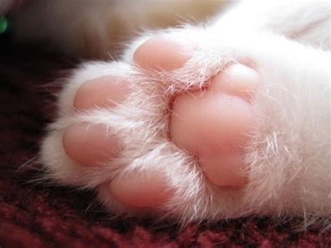 关于猫爪爪的8个冷知识，看你知道多少？ - 知乎