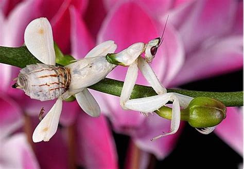 世界上最美的螳螂 兰花螳螂(外形像兰花的蟑螂)_探秘志
