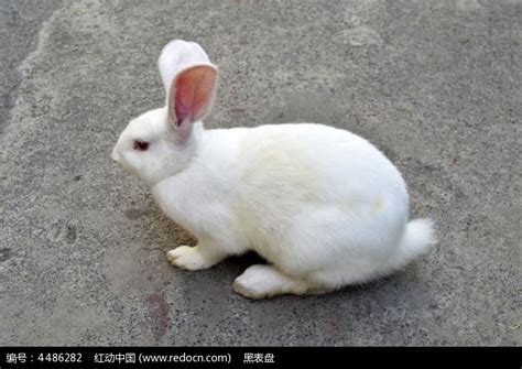 兔子_图片_互动百科