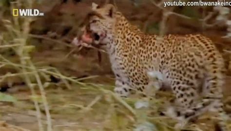 如何区分花豹、猎豹与美洲豹？这三种猫科动物有何不同？