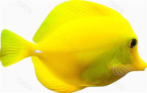 黄色鱼png元素素材图片下载-万素网