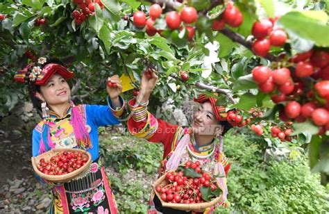 四川阿坝：发展蔬菜产业促进乡村振兴-人民图片网