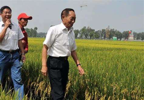 袁隆平海水稻团队：2020年耐盐碱水稻面积预计达百万亩 - 青岛新闻网