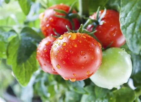 西红柿什么时候吃最好呢？有什么禁忌吗？