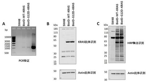 靶向KRAS-G12S的抑制剂设计与发现_蛋白_结果显示_结构