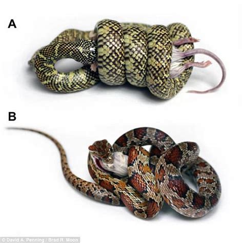 王蛇的致命绞杀：帮助猎食更大的蛇类_手机新浪网