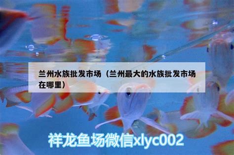 上海水族批发市场有几个地方卖鱼(上海最大的水族市场) - 观赏鱼水族批发市场 - 龙鱼批发|祥龙鱼场(广州观赏鱼批发市场)