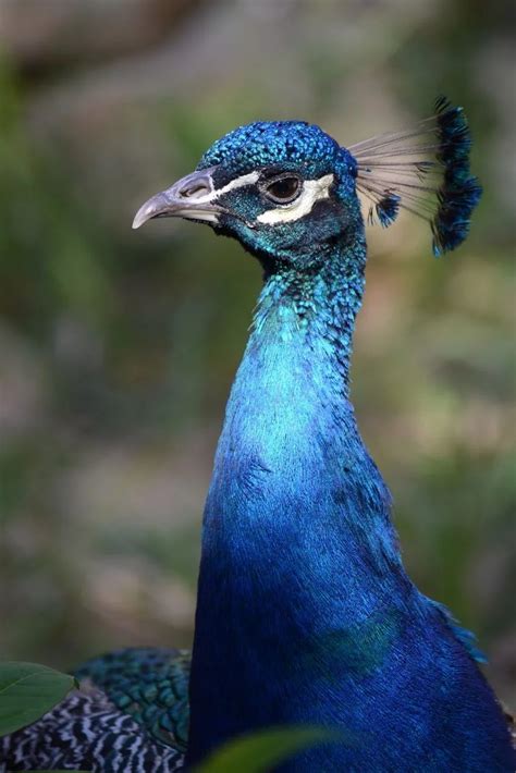 蓝孔雀是几级保护动物？可以私人养殖吗？ - 惠农网