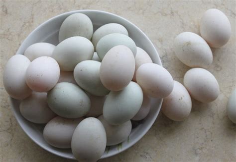 鸡蛋、鸭蛋、鹅蛋、鹌鹑蛋，哪种营养价值更高？专家告诉你，看完涨知识了！ - 知乎