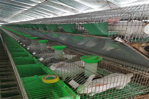 张掖养兔子之前需要准备肉兔养殖回收 山东济宁 种兔养殖-食品商务网