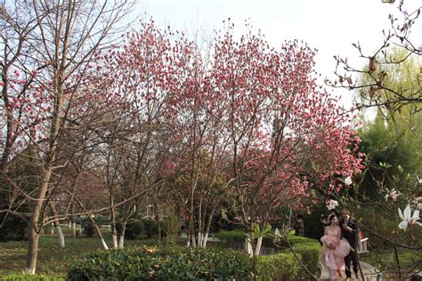 西安植物园、海南大学、大卫集团签署协议合作开展木兰保护和研究--陕西省西安植物园 陕西省植物研究所