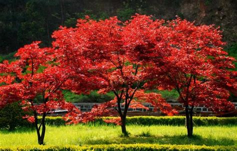 赏了这么多年红叶，你可能都没见过真的“枫树” _www.isenlin.cn