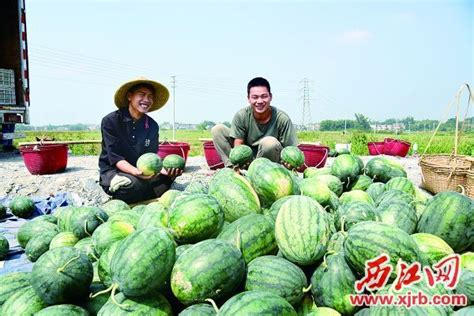 购销两旺带动农民增收 江苏徐州3万多亩西瓜成熟上市