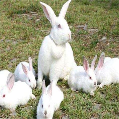 公羊兔出售肉兔 肉兔养殖前景 肉兔养殖场 振麟獭兔养殖场-阿里巴巴