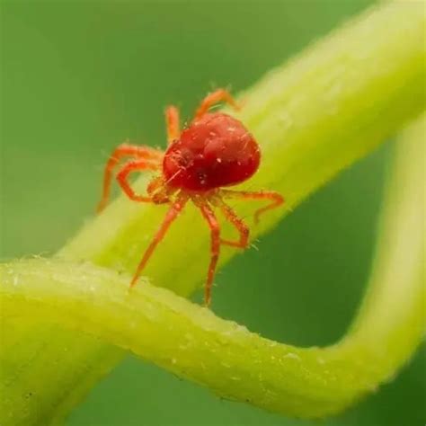 枣树红蜘蛛病虫危害，红蜘蛛类病虫害防治方法-枣百科