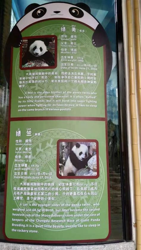 杭州动物园大熊猫叫什么名字_旅泊网