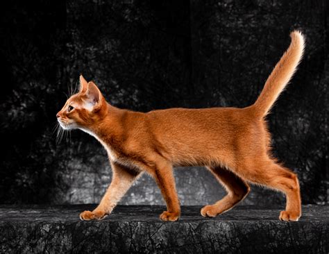摄影 | 阿比西尼亚猫|摄影|宠物摄影|刘百万的发家屎 - 原创作品 - 站酷 (ZCOOL)