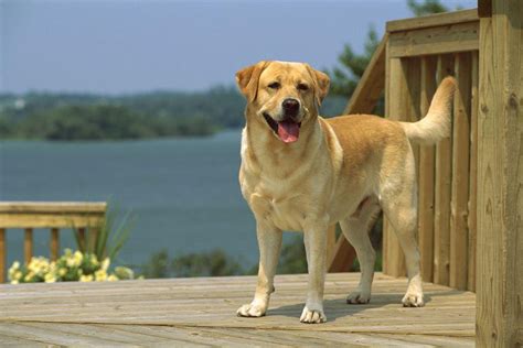 狗狗寿命排名寿命最长的5只狗，每只都是“长寿汪”！|狗狗|寿命|吉娃娃_新浪新闻