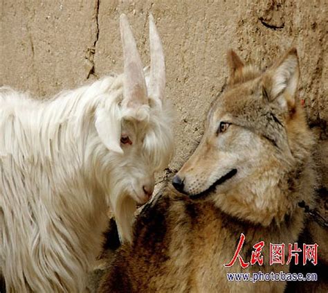 组图：新疆农户家养狼仔与山羊和平相处_新闻中心_新浪网