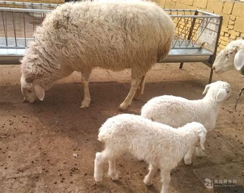 全国肉羊价格行情 羊的价格现在市场 山东济宁-食品商务网