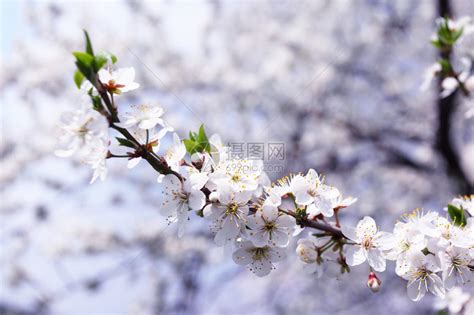 春天开花的树开着白花高清图片下载-正版图片507575506-摄图网