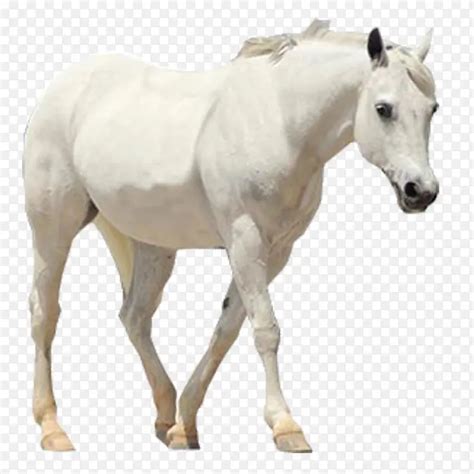 夏日牧场上的一匹白马高清图片下载-正版图片506491632-摄图网