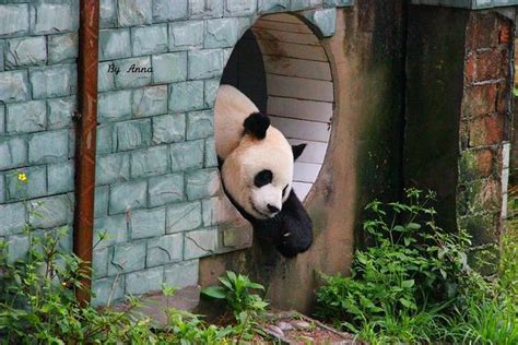 2024碧峰峡野生动物园门票是多少 附优惠政策_旅泊网