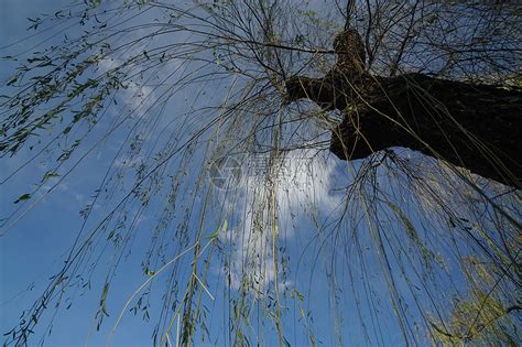 【冬季的柳树。摄影图片】生态摄影_太平洋电脑网摄影部落