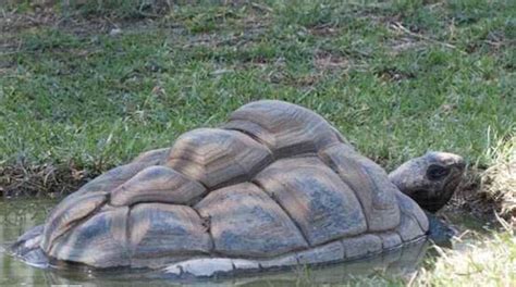 巨亚龟怎么养 亚巨是不是国家保护龟_草龟 - 养宠客