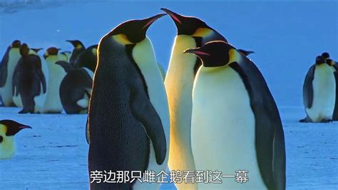 【英语中英字幕】动物世界纪录片-国家地理：野性南极洲（帝企鹅纪录片） Wild Antarctica – Emperor Penguins ...