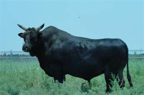 常见的黄牛品种有哪些？各个品种的黄牛都有什么特点？ - 惠农网