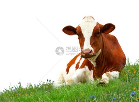 草地上的牛素材图片免费下载-千库网