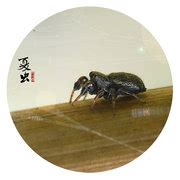 【夏末的虫子摄影图片】生态摄影_野塘闲鹤_太平洋电脑网摄影部落