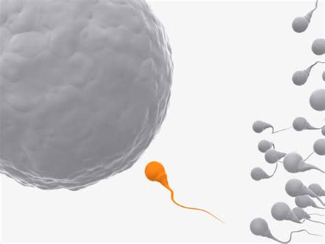 试管一代是怎么对精子进行优化的？_家庭医生在线